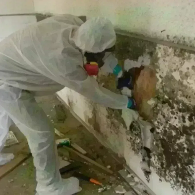 Mold Remediation and Removal in Dover, DE